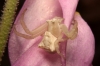 Thomisus onustus Thomisus onustus