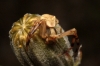 Thomisus onustus Thomisus onustus