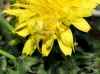 Thomisus onustus Thomisus onustus