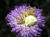 Thomisus onustus Thomisus onustus
