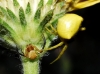 Thomisus onustus Thomisus onustus