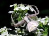 Thomisus onustus Thomisus onustus
