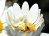 Thomisus onustus Thomisus onustus