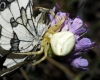 Thomisus onustus Thomisus onustus