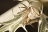 Thomisus onustus Thomisus onustus