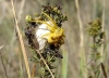 Thomisus onustus Thomisus onustus