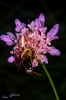 Thomisus onustus Thomisus onustus