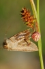 Thomisus onustus Thomisus onustus
