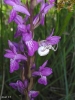 Thomisus onustus Thomisus onustus