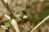 Thomisus onustus Thomisus onustus