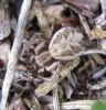 Xysticus sp. Xysticus sp.