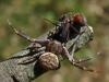 Xysticus sp. Xysticus sp.