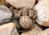 Xysticus sp. Xysticus sp.