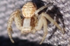 Xysticus sp. Xysticus sp.