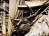 Xysticus sp. Xysticus sp.