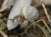 Xysticus sp. Xysticus sp.