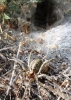 Agelena cf. labyrinthica Agelena cf. labyrinthica