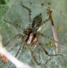 Agelena cf. labyrinthica Agelena cf. labyrinthica