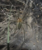 Agelena cf. labyrinthica Agelena cf. labyrinthica