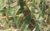 Agelena cf. labyrinthica Agelena cf. labyrinthica