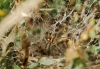 Agelena cf. labyrinthica Agelena cf. labyrinthica
