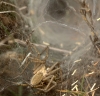 Agelena labyrinthic Agelena labyrinthic