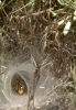 Agelena labyrinthica Agelena labyrinthica