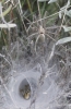 Agelena labyrinthica Agelena labyrinthica