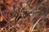 Agelena labyrinthica Agelena labyrinthica
