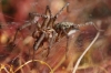 Agelena labyrinthica Agelena labyrinthica