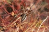 Agelena labyrinthica Agelena labyrinthica