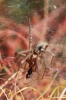 Agelena labyrinthica Agelena labyrinthica