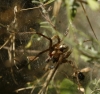 Agelena labyrinthica Agelena labyrinthica