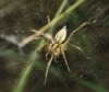 Agelena labyrinthica Agelena labyrinthica