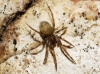 Agelenidae