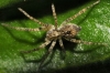 Anyphaena cf. accentuata