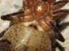 Anyphaena cf. alboirrorata