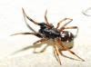 Asagena phalerata