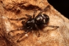 Asagena phalerata Asagena phalerata