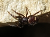 Asagena phalerata Asagena phalerata