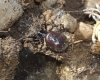 Asagena phalerata Asagena phalerata