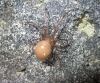 Enoplognatha sp. Enoplognatha sp.
