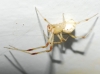 Enoplognatha sp. Enoplognatha sp.