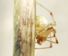 Enoplognatha sp. Enoplognatha sp.