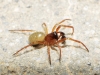 Enoplognatha sp. Enoplognatha sp.