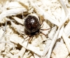 Euryopis episinoides