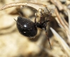 Euryopis episinoides