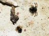 Euryopis cf. episinoides Euryopis cf. episinoides