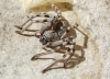 Eusparassus cf. levantinus