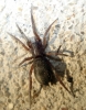 Gnaphosidae